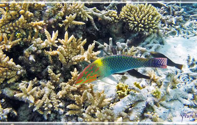 Labre échiquier ou Girelle échiquier, Checkerboard wrasse (Halichoeres hortulanus) - Athuruga - Atoll d'Ari - Maldives