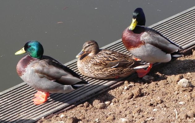 Des canards à Sucé sur Erbre