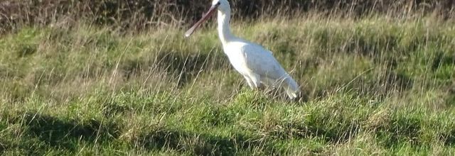 Spatule blanche dans le marais breton 