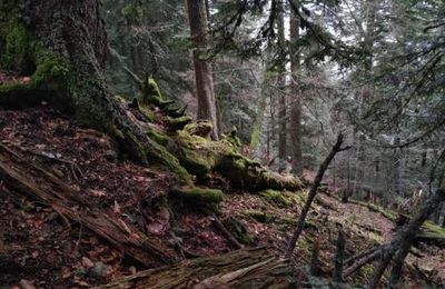 Riom-ès-Montagnes : le bois de Bachassou, un laboratoire de la biodiversité