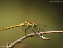 Sympétrum strié ♂ immature - Sympetrum striolatum
