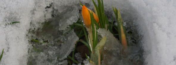 croque-neige
