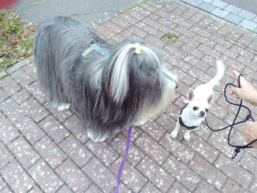 diaporama * Octavia & son p'tit amoureux Vasco (Chihuahua) lol - photos du 12.10.2025