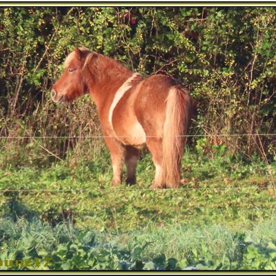 De l'automne à.......
