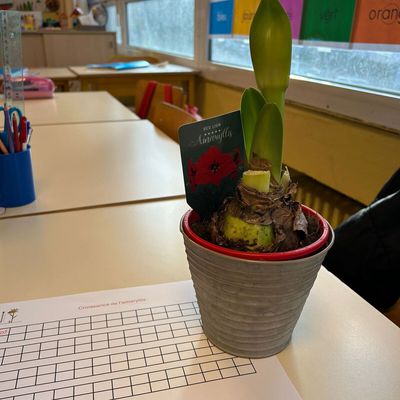 Plantation dans la classe