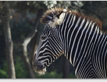 Zèbre de Grevy