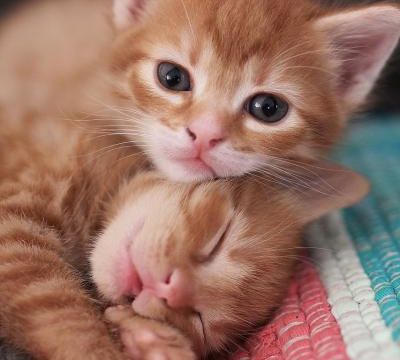 Images insolites d'animaux