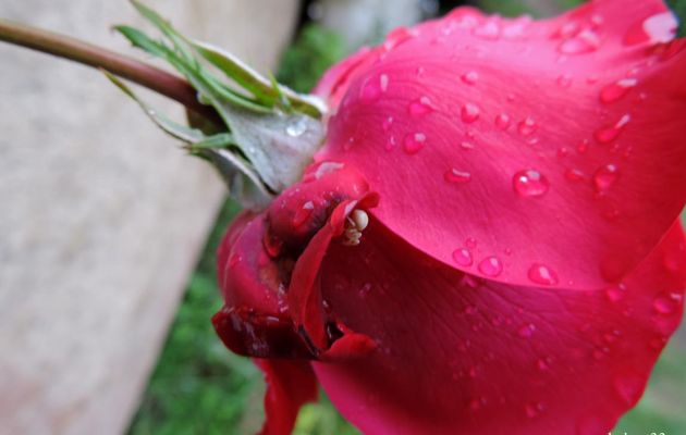 une araignée sur une rose
