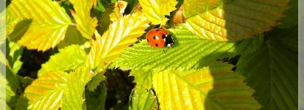 Parc Floral de Paris : Coccinelle