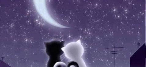 Nuit Chat leureuse