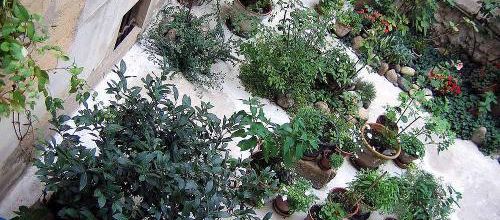 Jardin sur cour et fleurs séchées
