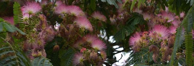  Square Barye - Paris 4e : L'Albizia, Arbre à soie ou Mimosa de Constantinople 