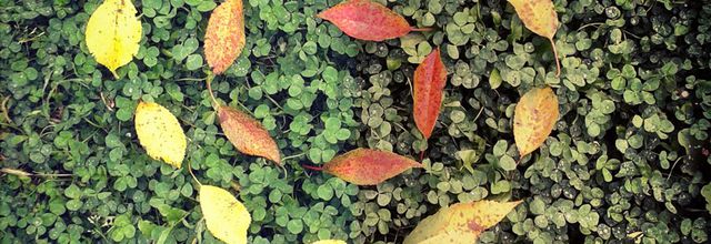 Les couleurs de l'automne