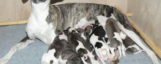 Les chiots de Cordo et Anastasia ont 1 semaine