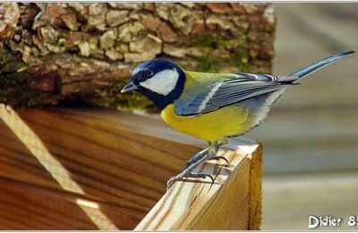 Mésange Charbonnière (2) - Parus major