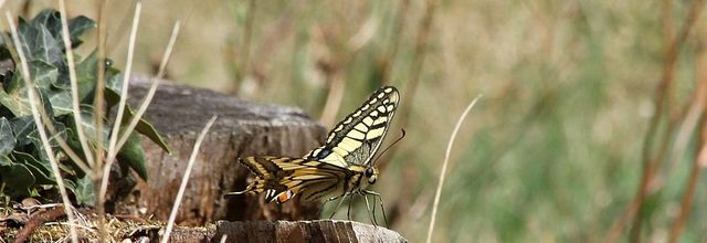 Un papillon-vitrail : le machaon