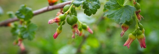 La gazette du jardin #2