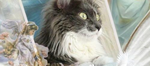 Notre chère Princesse Mel nous a quittés