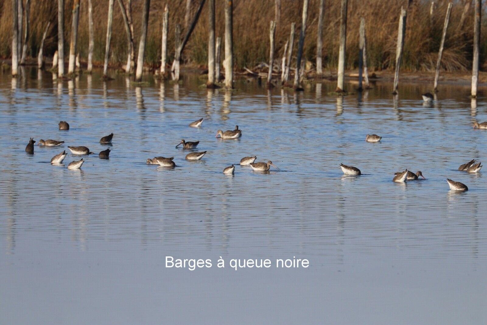 QUELQUES OISEAUX VUS AU TEICH