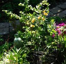 Chaenomeles 'Esperance' 