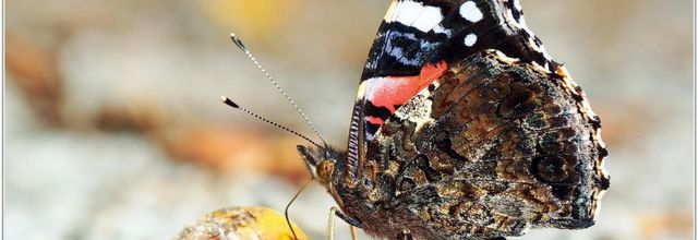 Vulcain (4) - Vanessa atalanta