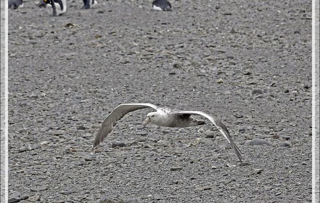 Avec toutes ces otaries et manchots, il faut bien des "croque-morts" : ce sont pétrels et labbes qui occupent cette fonction de nettoyeurs - Whistle Cove - Fortuna Bay - Géorgie du Sud