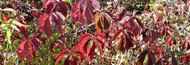 Parthenocissus quinquefolia - Parthenocissus inserta-  vigne vierge
