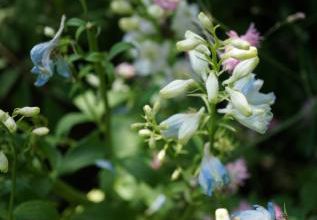 Joli delphinium