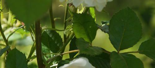 Un jour, une rose : 'Madame'