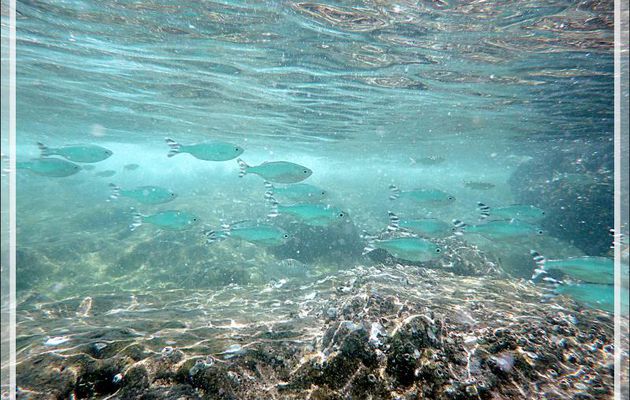 Snorkeling :  Poisson pavillon rayé, Doule de mer, Doule à queue rubannée, Mulet, Barred flagtail, Fiveband flagtail (Kuhlia mugil) - Nosy Tsarabanjina - Archipel Mitsio - Madagascar