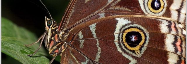 Morpho Bleu (2) - Morpho peleides