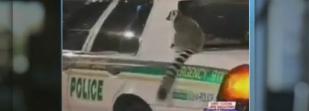 ETATS-UNIS : DEUX LEMURIENS SE BALADENT DANS LES RUES DE MIAMI ET BLESSENT UNE FILLETTE