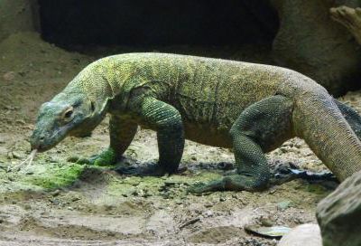 LE DRAGON DU KOMODO