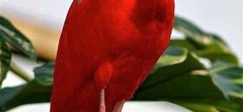 OISEAUX 52