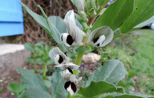 coccinelles sur mes fèves