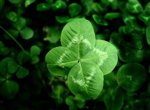 Une fête très Saint-Patrick