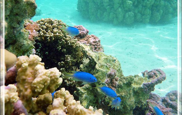 Demoiselle néon, Neon damselfish (Pomacentrus coelestis) - Jardin de corail - Motu Tautau - Taha'a - Polynésie française