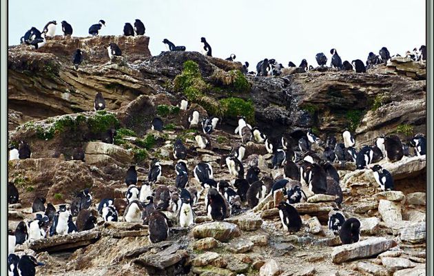 La falaise aux Gorfous sauteurs (Eudyptes chrysocome) + animation gif - Saunders Island - Falkland Islands, Iles Malouines, Islas Malvinas