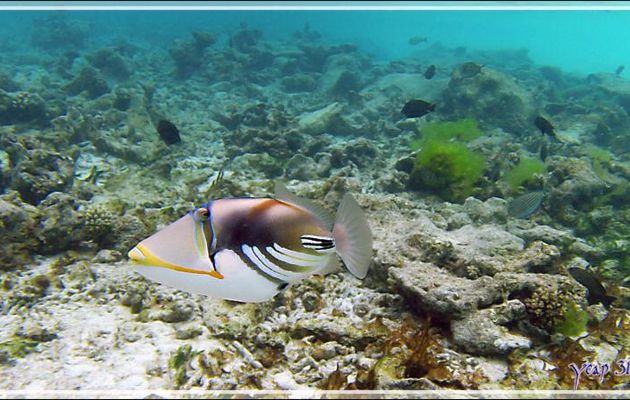 Baliste Picasso clair, Blackbar triggerfish (Rhinecanthus aculeatus) - Snorkeling à Thudufushi - Atoll d'Ari - Maldives