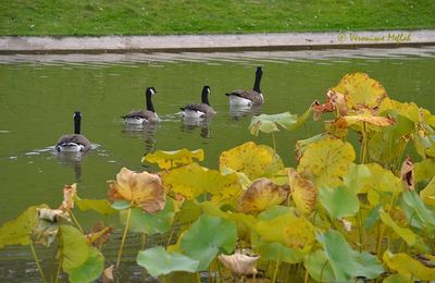 Parc Floral de Paris : les photos du weekend