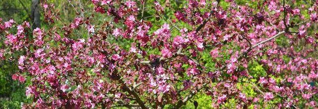 Parc floral de Paris : pommiers à fleurs : Malus Niedzwetzkyana 