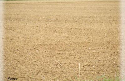 une année, un champ