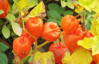Quelques fleurs pour colorer la semaine ..