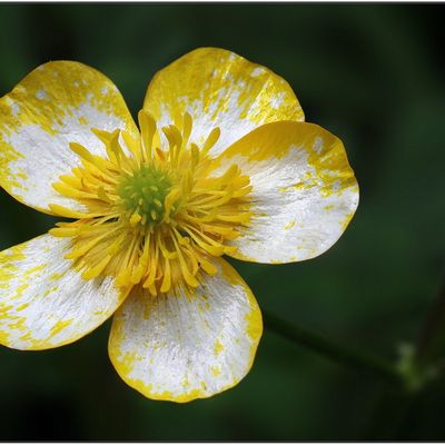 Balade Nature (4)