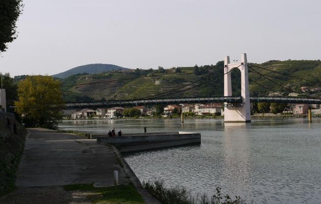 VIGNES - VALLEE DU RHONE