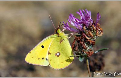 Souci (2) - Colias crocea