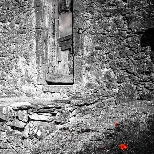 Les fleurs de mes vacances  2012 (part 4)