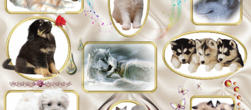 CHIENS  CHATS  LOUPS