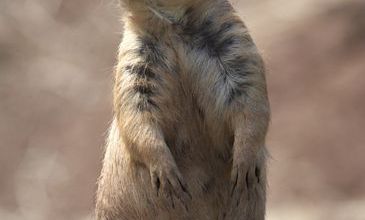 Nom d'un chien ... de prairies ...