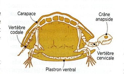 Depuis quand les tortues ont elles une carapace ?